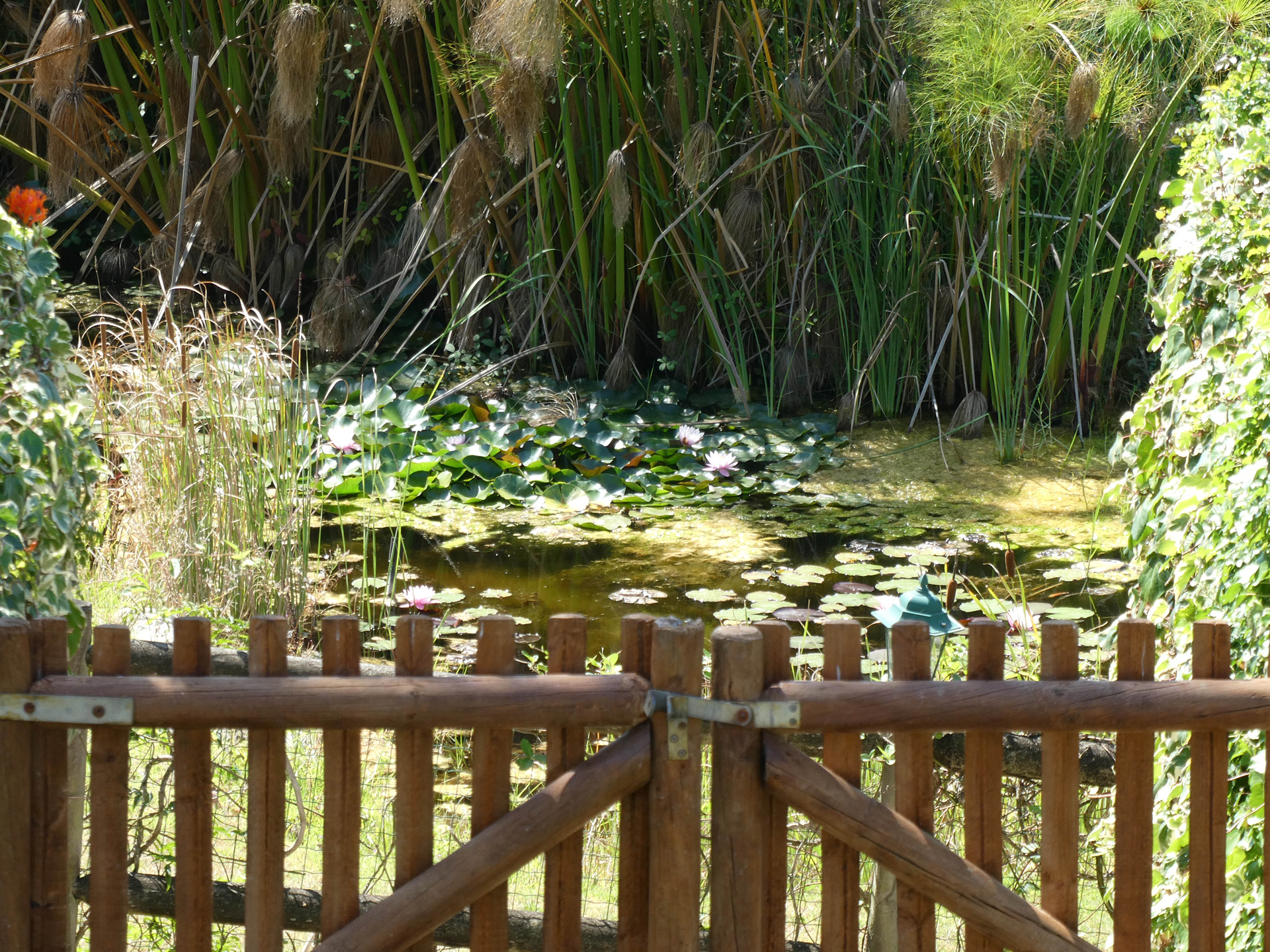 outd-gard-pond-6a