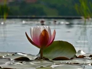 A waterlily