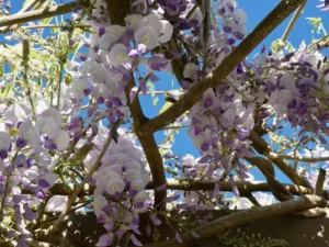 Blooming wisteria