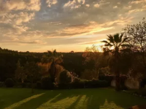 A garden's view at sunset