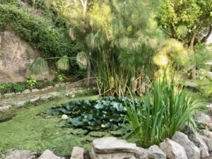 A view of the meditation pond