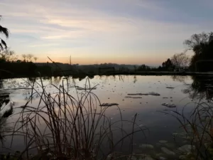 Pond view at twilight
