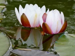 Two waterlilies