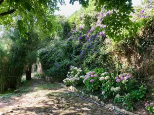 A view of the meditation pond