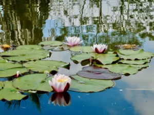 The waterlilies